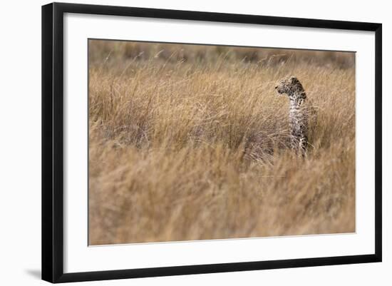 A Camouflaged Female Leopard Stalks Her Prey In High Grass-Karine Aigner-Framed Photographic Print