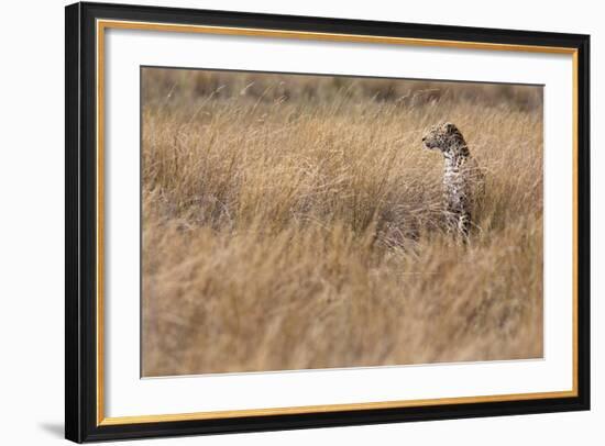 A Camouflaged Female Leopard Stalks Her Prey In High Grass-Karine Aigner-Framed Photographic Print