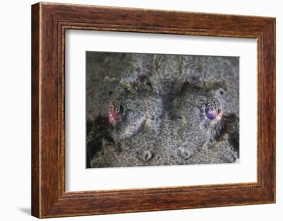 A Camouflaged Horned Flathead Lays Hidden on a Sandy Slope-Stocktrek Images-Framed Photographic Print