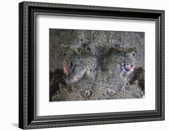 A Camouflaged Horned Flathead Lays Hidden on a Sandy Slope-Stocktrek Images-Framed Photographic Print