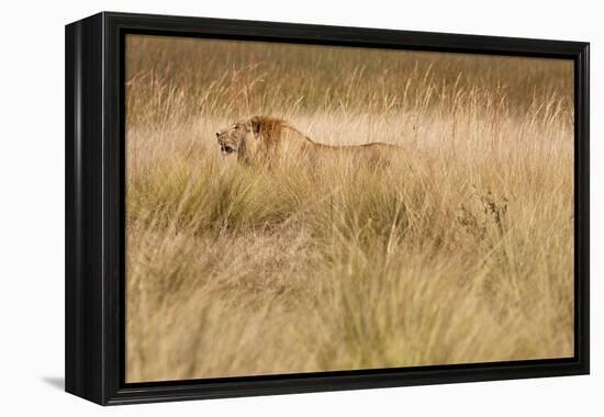 A Camouflaged Male Lion Walks Through Tall Grass-Karine Aigner-Framed Premier Image Canvas