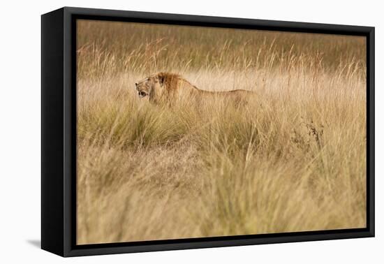 A Camouflaged Male Lion Walks Through Tall Grass-Karine Aigner-Framed Premier Image Canvas