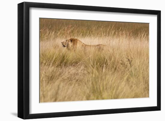 A Camouflaged Male Lion Walks Through Tall Grass-Karine Aigner-Framed Photographic Print