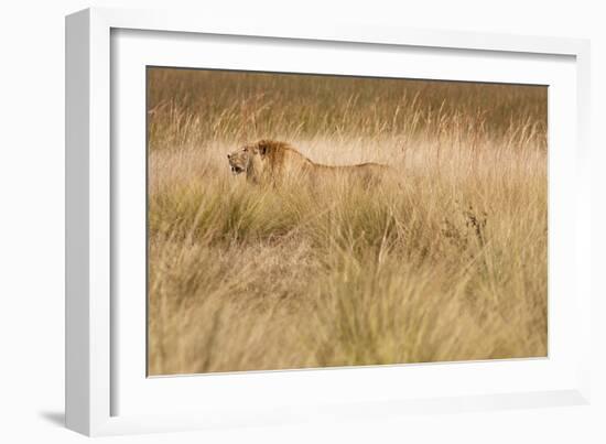 A Camouflaged Male Lion Walks Through Tall Grass-Karine Aigner-Framed Photographic Print