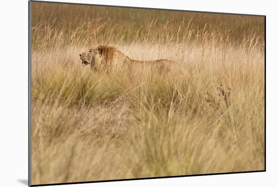 A Camouflaged Male Lion Walks Through Tall Grass-Karine Aigner-Mounted Photographic Print