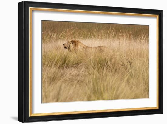 A Camouflaged Male Lion Walks Through Tall Grass-Karine Aigner-Framed Photographic Print