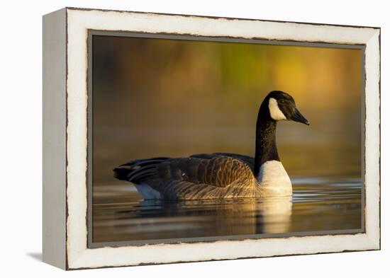 A Canada Goose on a Lake in Southern California-Neil Losin-Framed Premier Image Canvas