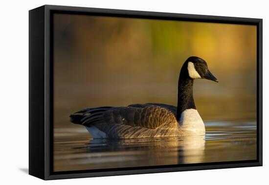 A Canada Goose on a Lake in Southern California-Neil Losin-Framed Premier Image Canvas