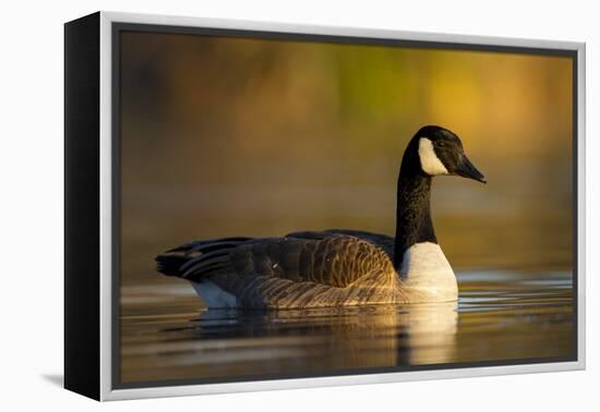 A Canada Goose on a Lake in Southern California-Neil Losin-Framed Premier Image Canvas