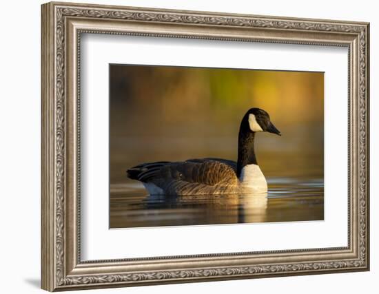 A Canada Goose on a Lake in Southern California-Neil Losin-Framed Photographic Print