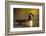 A Canada Goose on a Lake in Southern California-Neil Losin-Framed Photographic Print