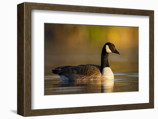 A Canada Goose on a Lake in Southern California-Neil Losin-Framed Photographic Print