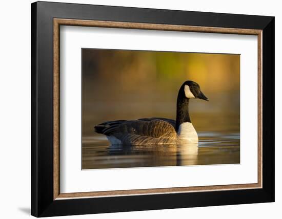 A Canada Goose on a Lake in Southern California-Neil Losin-Framed Photographic Print