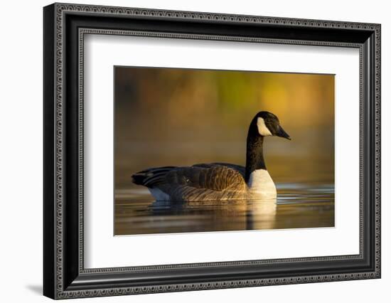 A Canada Goose on a Lake in Southern California-Neil Losin-Framed Photographic Print