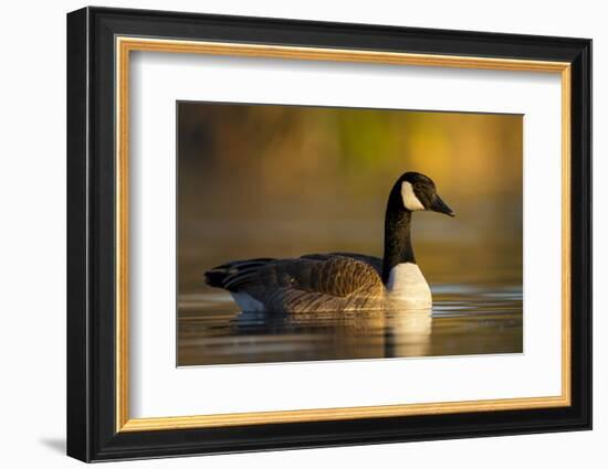 A Canada Goose on a Lake in Southern California-Neil Losin-Framed Photographic Print