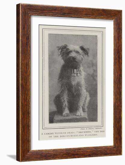 A Canine Veteran Dead, Drummer, the Dog of the Northumberland Fusiliers-null-Framed Giclee Print