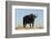 A Cape buffalo (Syncerus caffer), Chobe National Park, Botswana, Africa-Sergio Pitamitz-Framed Photographic Print