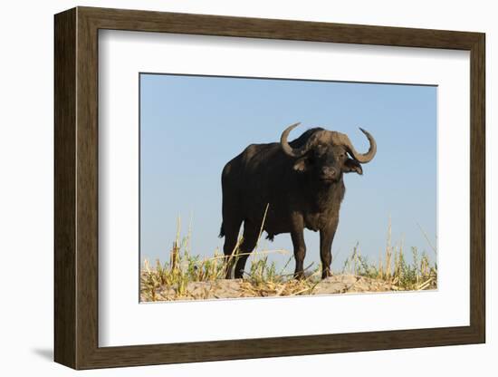 A Cape buffalo (Syncerus caffer), Chobe National Park, Botswana, Africa-Sergio Pitamitz-Framed Photographic Print