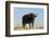 A Cape buffalo (Syncerus caffer), Chobe National Park, Botswana, Africa-Sergio Pitamitz-Framed Photographic Print