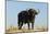 A Cape buffalo (Syncerus caffer), Chobe National Park, Botswana, Africa-Sergio Pitamitz-Mounted Photographic Print