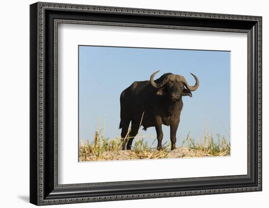 A Cape buffalo (Syncerus caffer), Chobe National Park, Botswana, Africa-Sergio Pitamitz-Framed Photographic Print