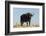 A Cape buffalo (Syncerus caffer), Chobe National Park, Botswana, Africa-Sergio Pitamitz-Framed Photographic Print