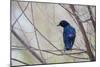 A Cape Glossy Starling, Lamprotornis Nitens, Rests on a Branch in Etosha National Park-Alex Saberi-Mounted Photographic Print