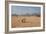 A Cape Ground Squirrel, Xerus Inures, on the Look Out in Solitaire, Namibia-Alex Saberi-Framed Photographic Print