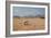 A Cape Ground Squirrel, Xerus Inures, on the Look Out in Solitaire, Namibia-Alex Saberi-Framed Photographic Print