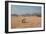 A Cape Ground Squirrel, Xerus Inures, on the Look Out in Solitaire, Namibia-Alex Saberi-Framed Photographic Print