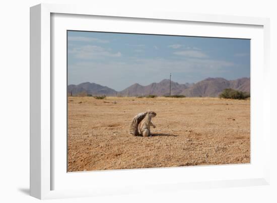 A Cape Ground Squirrel, Xerus Inures, on the Look Out in Solitaire, Namibia-Alex Saberi-Framed Photographic Print