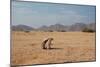 A Cape Ground Squirrel, Xerus Inures, on the Look Out in Solitaire, Namibia-Alex Saberi-Mounted Photographic Print
