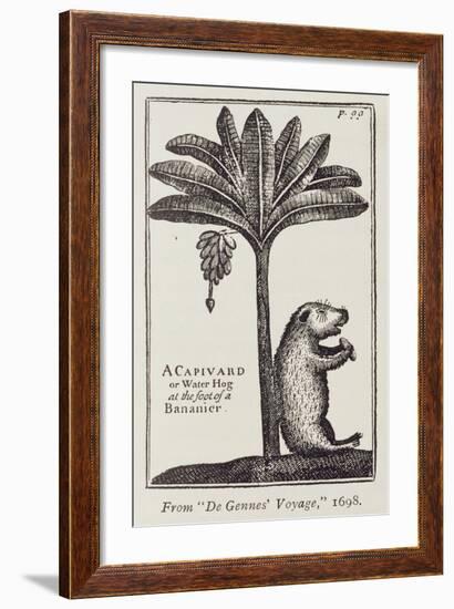 A Capivard or Water Hog at the Foot of a Bananier, from de Gennes' 'Voyage to the Straits of…-American School-Framed Giclee Print