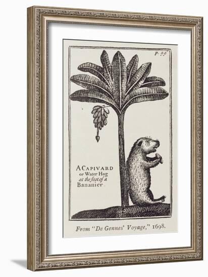 A Capivard or Water Hog at the Foot of a Bananier, from de Gennes' 'Voyage to the Straits of…-American School-Framed Giclee Print