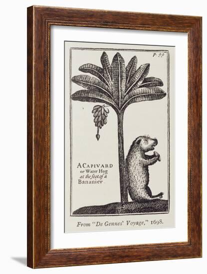 A Capivard or Water Hog at the Foot of a Bananier, from de Gennes' 'Voyage to the Straits of…-American School-Framed Giclee Print