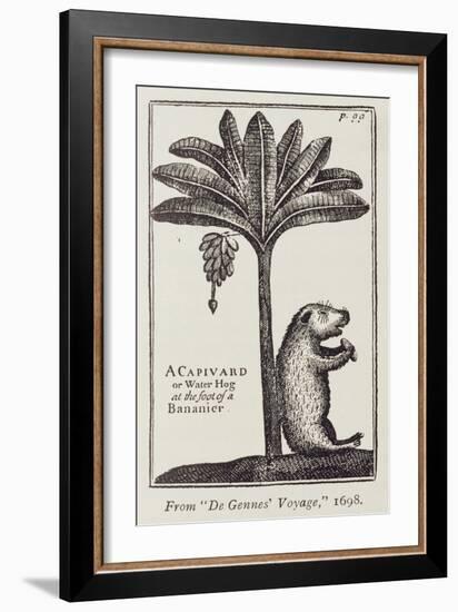 A Capivard or Water Hog at the Foot of a Bananier, from de Gennes' 'Voyage to the Straits of…-American School-Framed Giclee Print