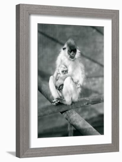 A Capped Langur Holding Baby While Sitting on a Beam, London Zoo, 11th November 1913-Frederick William Bond-Framed Photographic Print