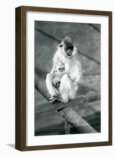 A Capped Langur Holding Baby While Sitting on a Beam, London Zoo, 11th November 1913-Frederick William Bond-Framed Photographic Print