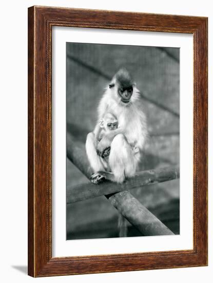 A Capped Langur Holding Baby While Sitting on a Beam, London Zoo, 11th November 1913-Frederick William Bond-Framed Photographic Print