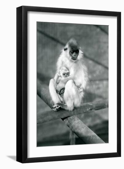 A Capped Langur Holding Baby While Sitting on a Beam, London Zoo, 11th November 1913-Frederick William Bond-Framed Photographic Print