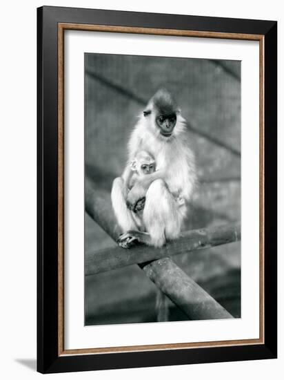 A Capped Langur Holding Baby While Sitting on a Beam, London Zoo, 11th November 1913-Frederick William Bond-Framed Photographic Print