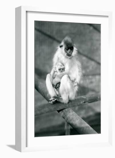 A Capped Langur Holding Baby While Sitting on a Beam, London Zoo, 11th November 1913-Frederick William Bond-Framed Photographic Print