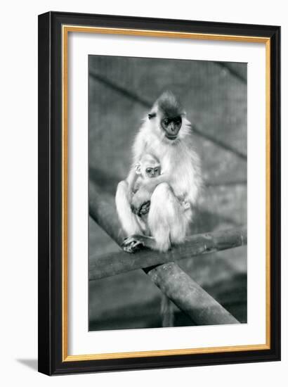 A Capped Langur Holding Baby While Sitting on a Beam, London Zoo, 11th November 1913-Frederick William Bond-Framed Photographic Print