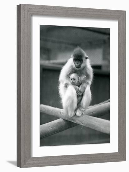 A Capped Langur Holding Baby While Sitting on a Beam. London Zoo, 6th October 1913-Frederick William Bond-Framed Giclee Print