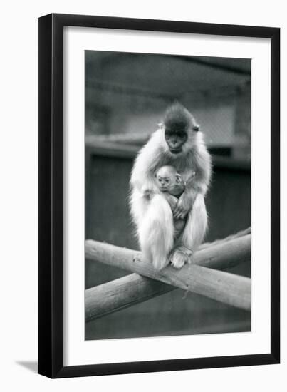 A Capped Langur Holding Baby While Sitting on a Beam. London Zoo, 6th October 1913-Frederick William Bond-Framed Giclee Print