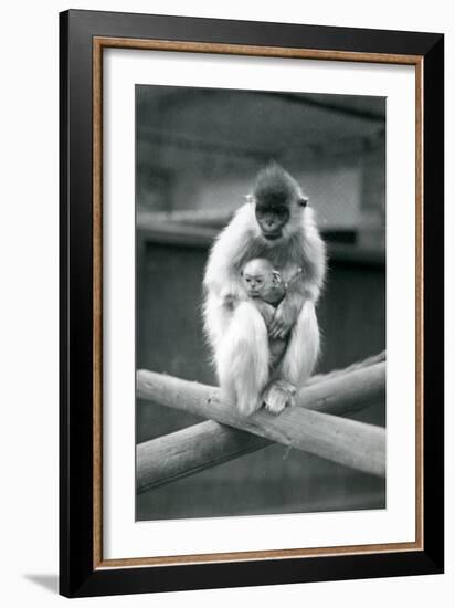 A Capped Langur Holding Baby While Sitting on a Beam. London Zoo, 6th October 1913-Frederick William Bond-Framed Giclee Print