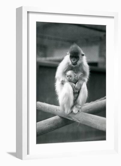 A Capped Langur Holding Baby While Sitting on a Beam. London Zoo, 6th October 1913-Frederick William Bond-Framed Giclee Print