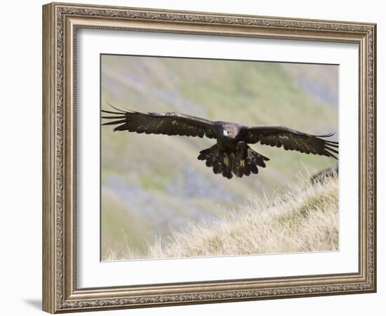 A Captive Golden Eagle (Aquila Chrysaetos), Flying Over Moorland, United Kingdom, Europe-Ann & Steve Toon-Framed Photographic Print