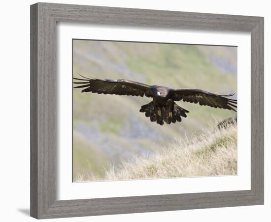 A Captive Golden Eagle (Aquila Chrysaetos), Flying Over Moorland, United Kingdom, Europe-Ann & Steve Toon-Framed Photographic Print