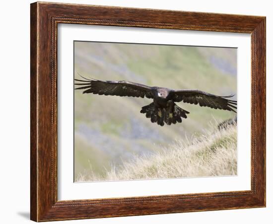 A Captive Golden Eagle (Aquila Chrysaetos), Flying Over Moorland, United Kingdom, Europe-Ann & Steve Toon-Framed Photographic Print